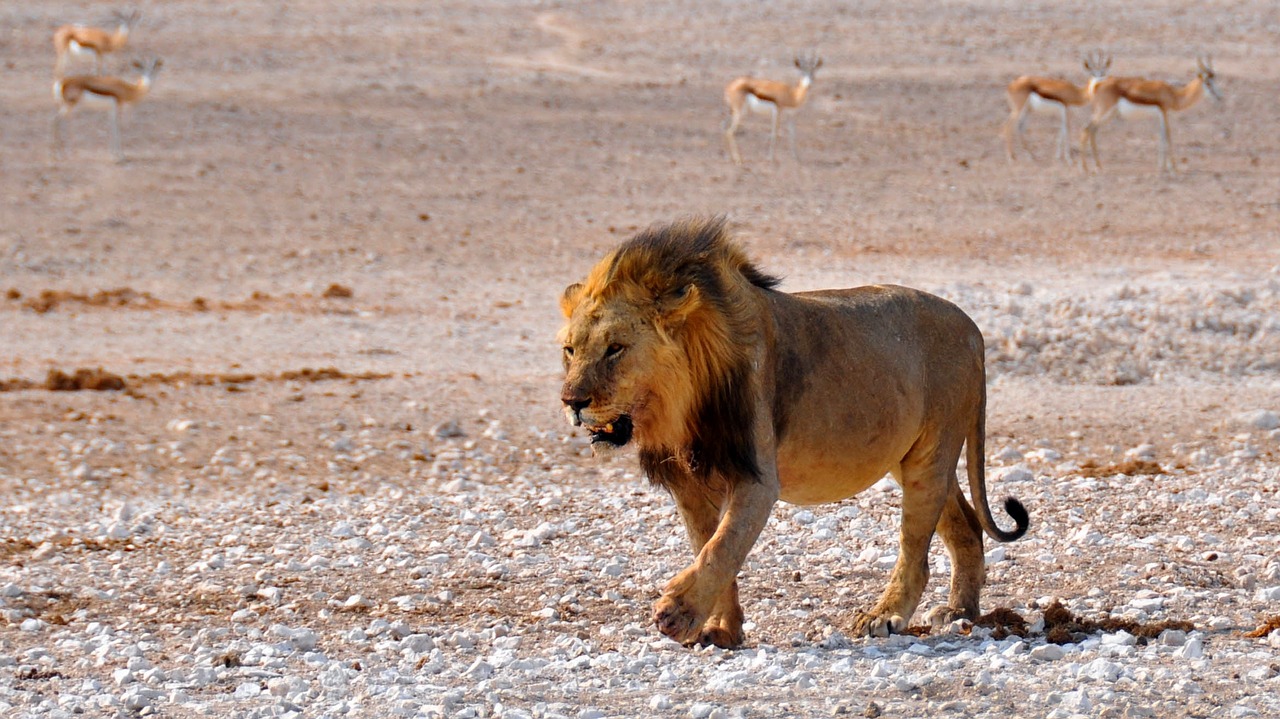 lion africa namibia free photo