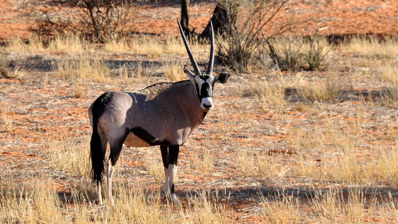 oryx africa namibia free photo