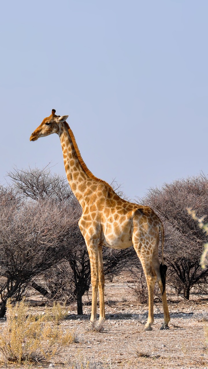 giraffe africa namibia free photo