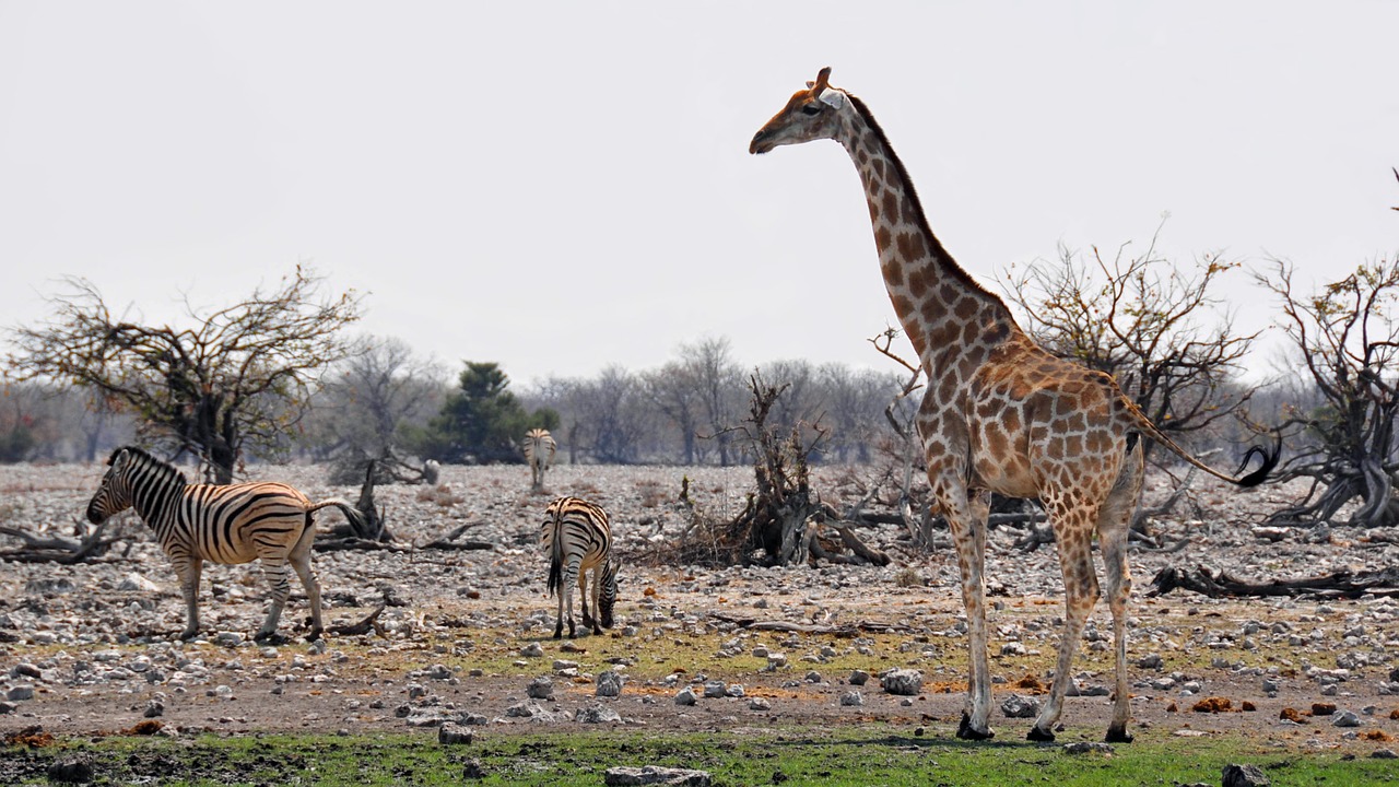 africa namibia nature free photo