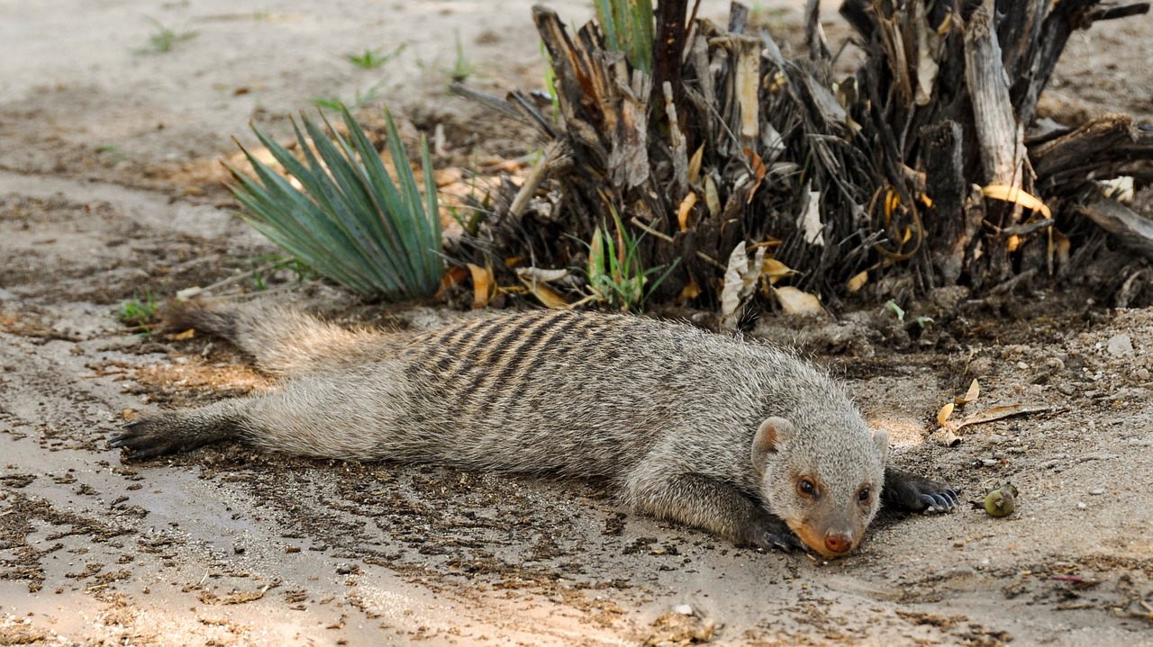 africa namibia nature free photo