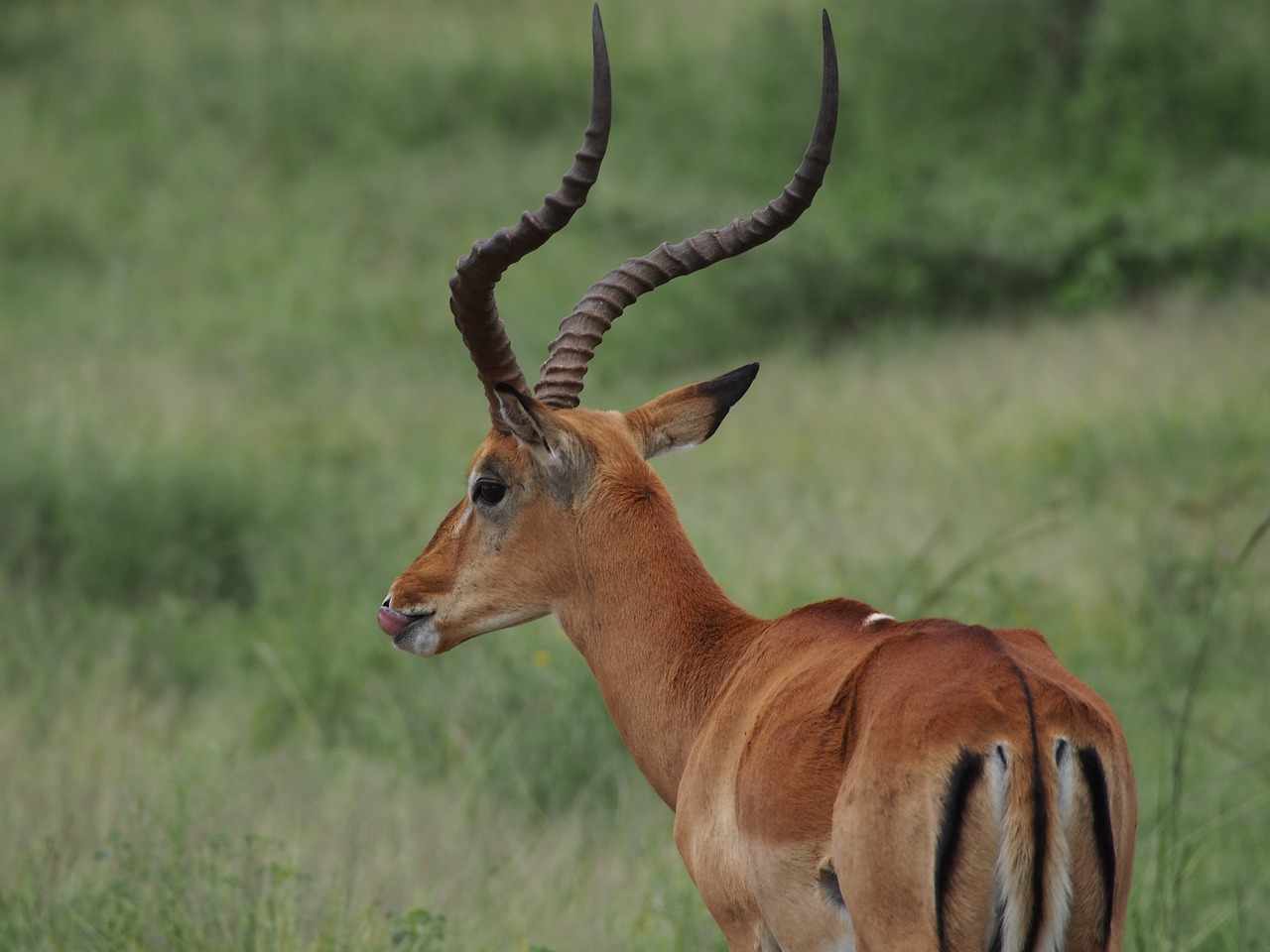 africa animal kudu free photo