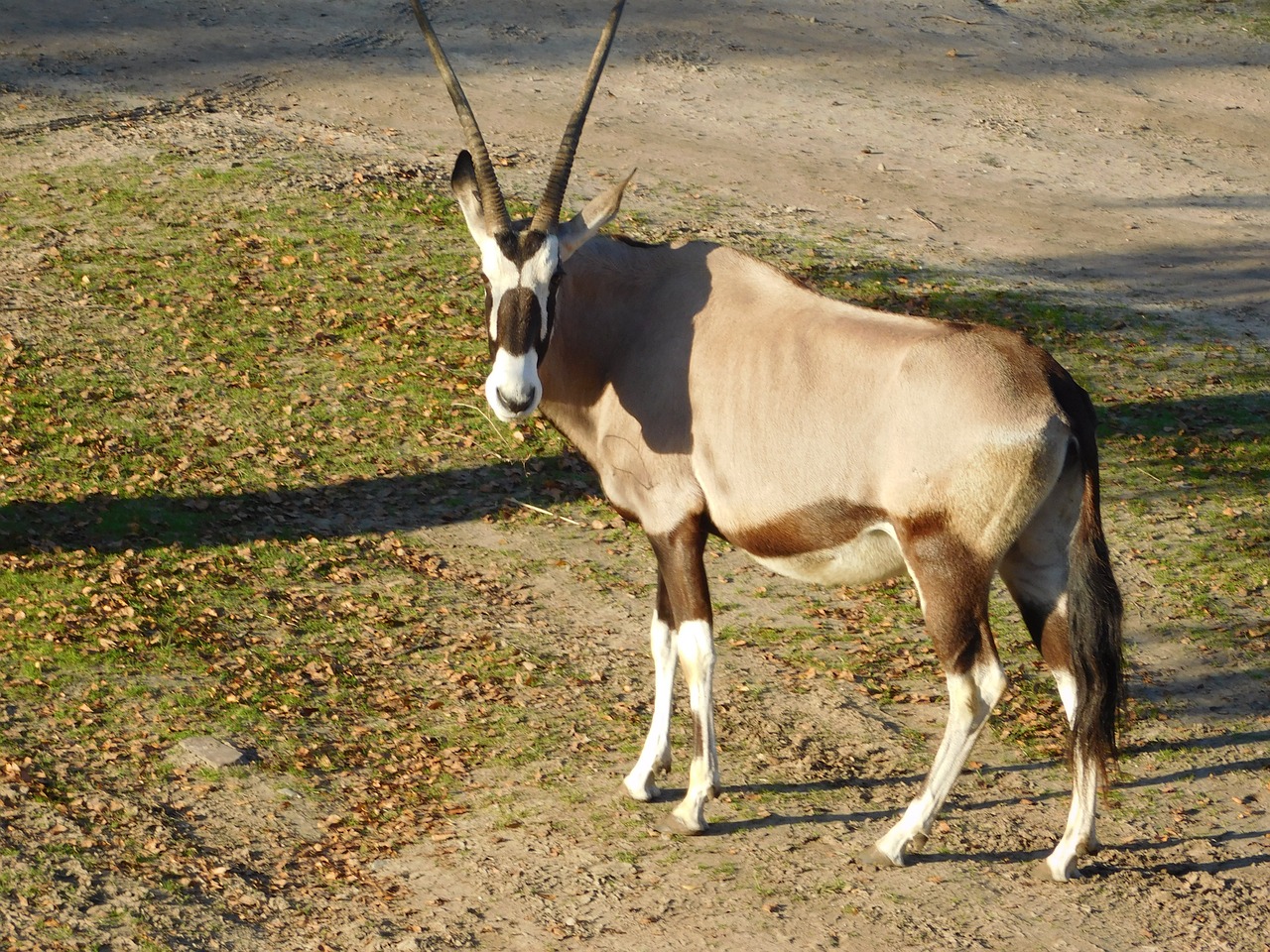 africa safari park wild animal free photo