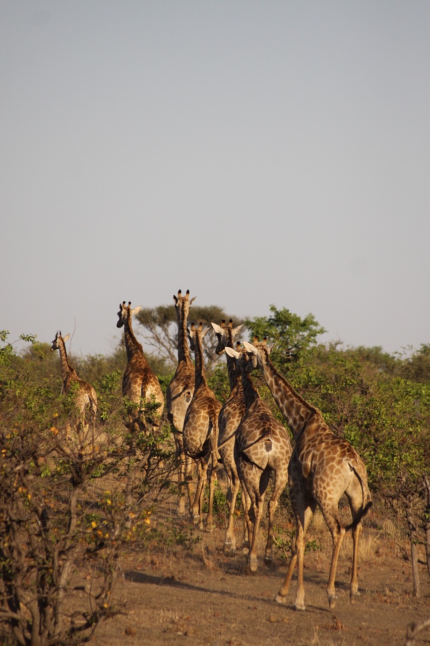 africa giraffes safari free photo
