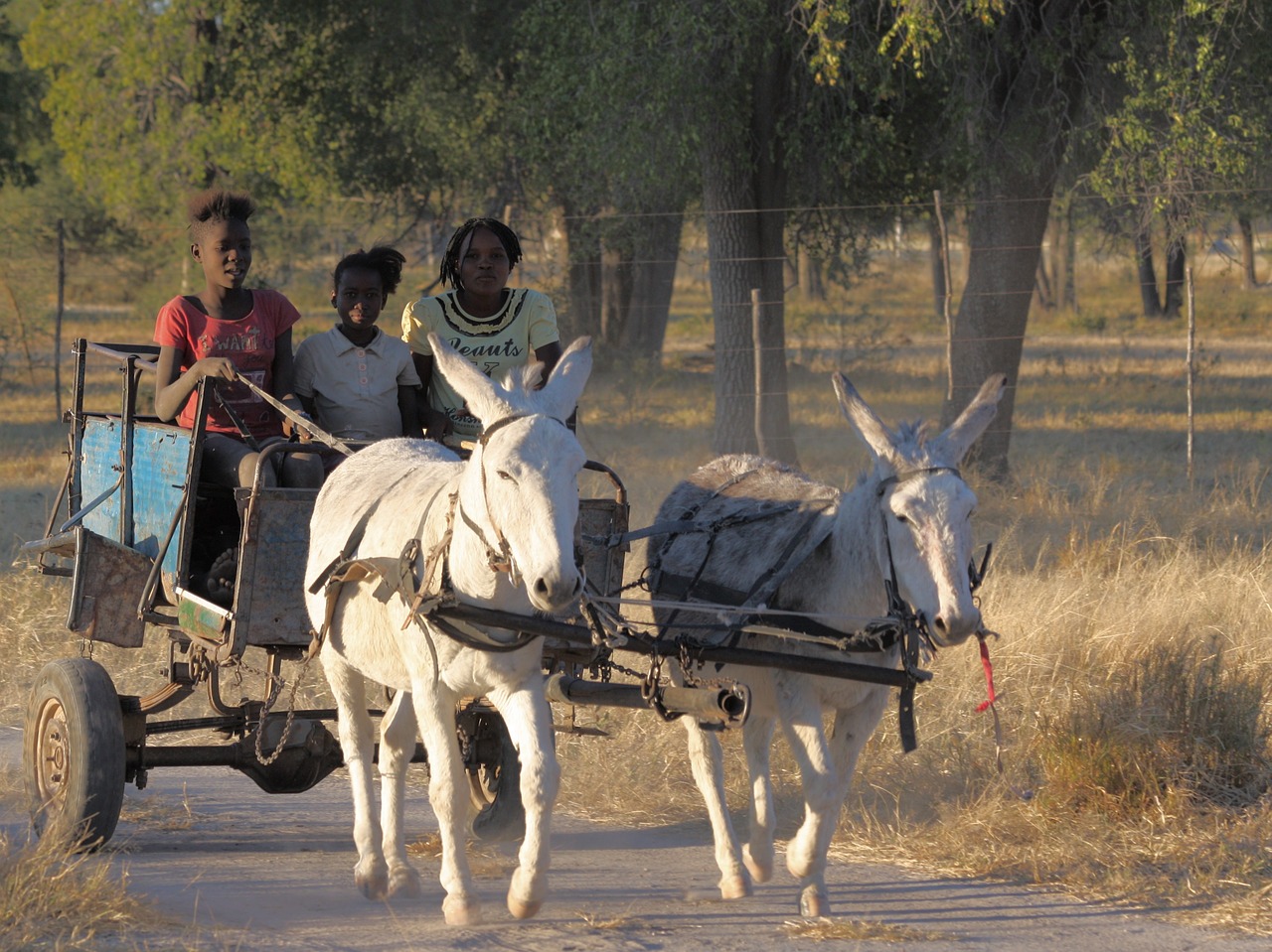 africa donkey children free photo