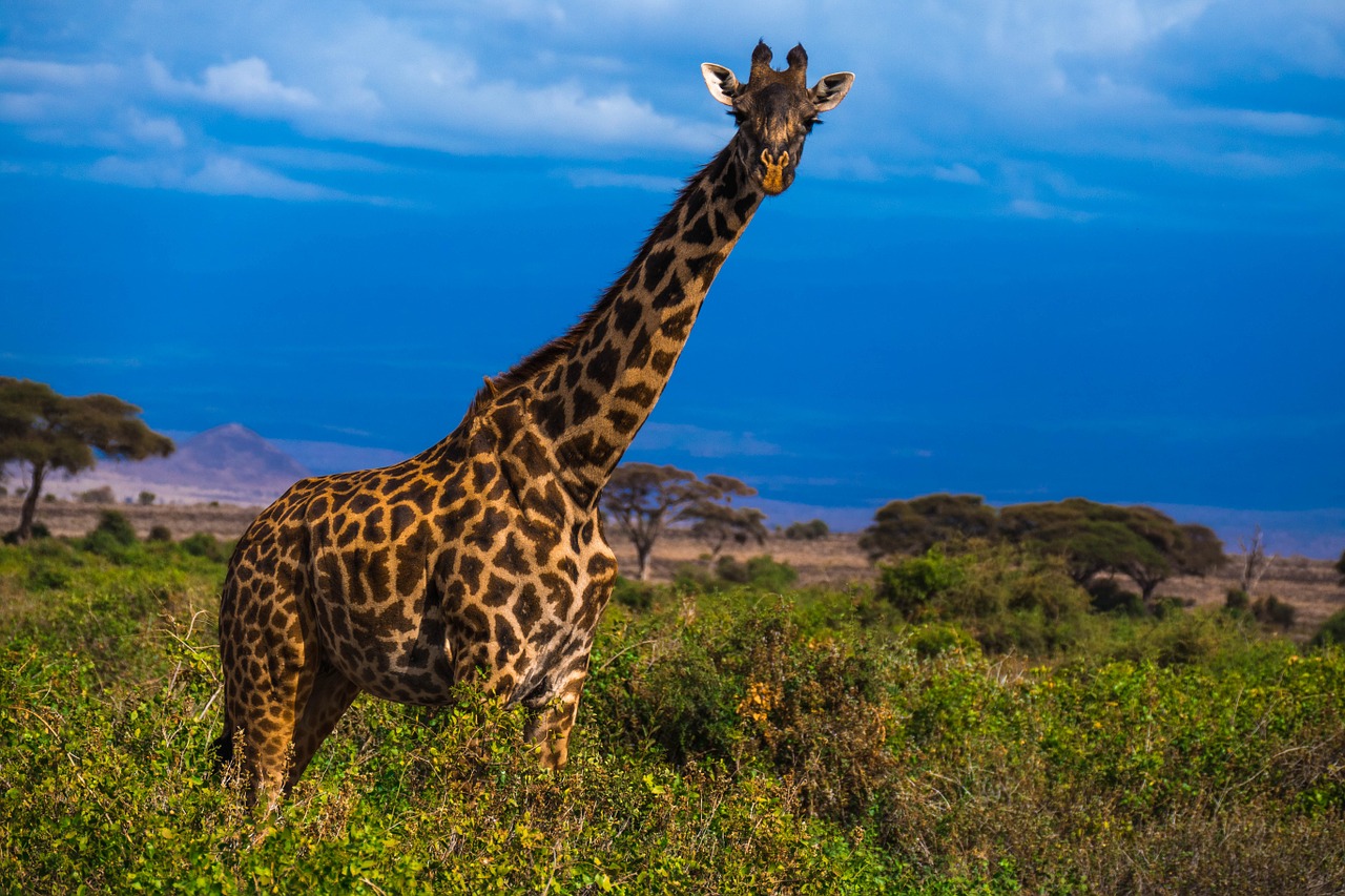 africa safari giraffe free photo