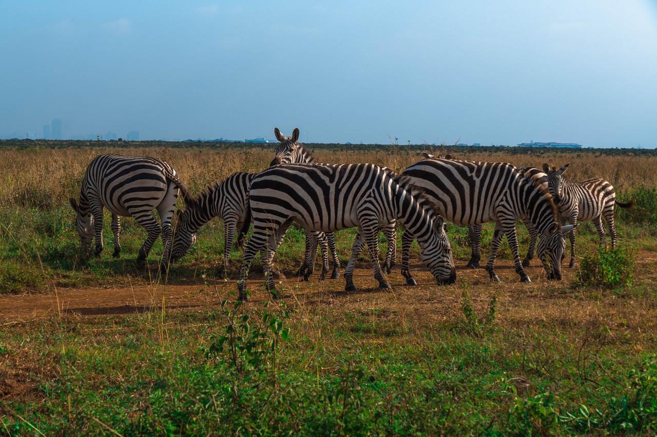 africa zebra safari free photo