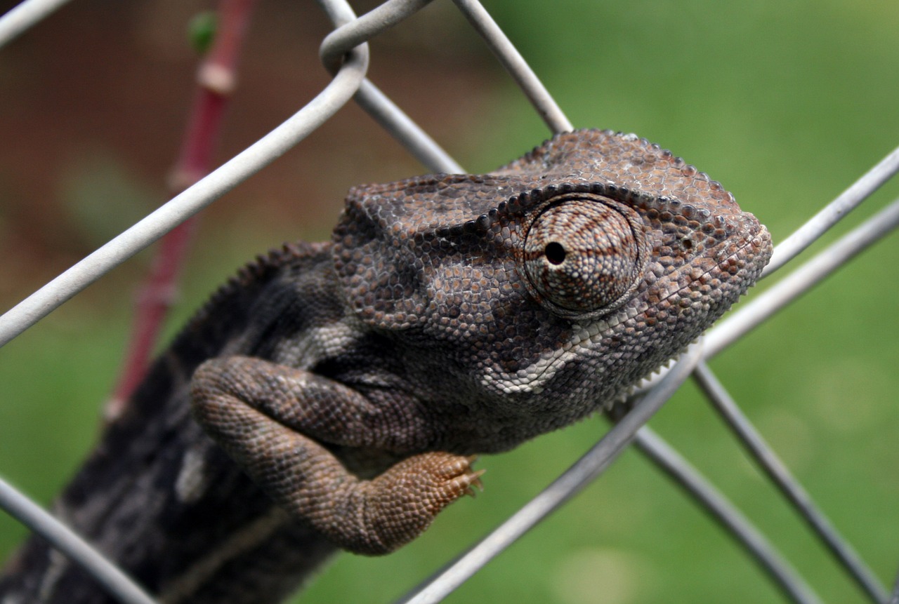 africa chameleon fence free photo