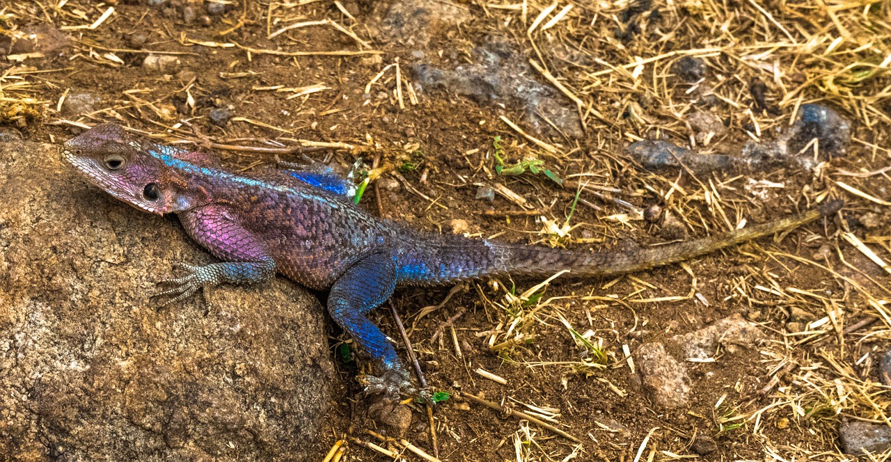 africa lizard wildlife free photo