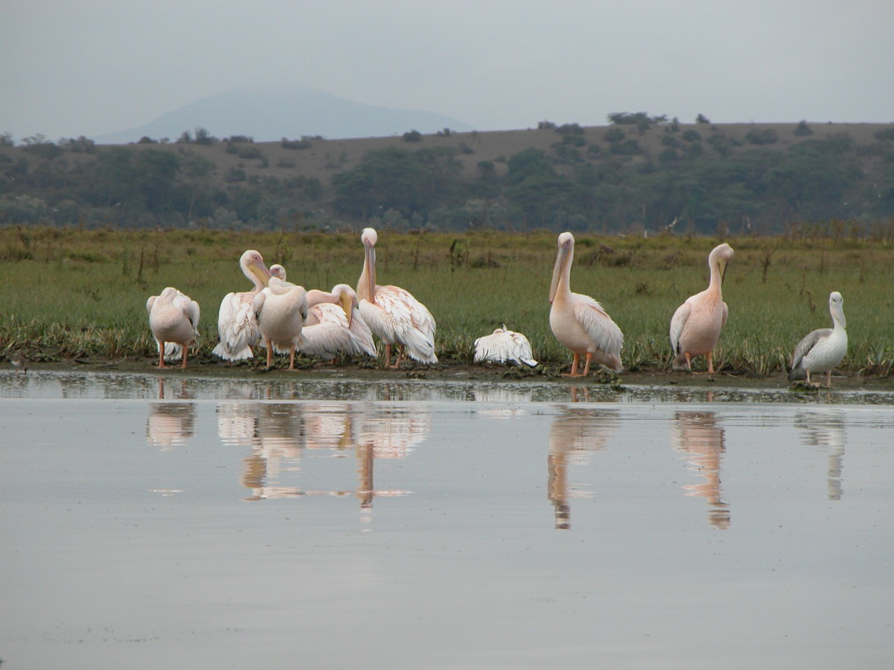 africa safari birds free photo