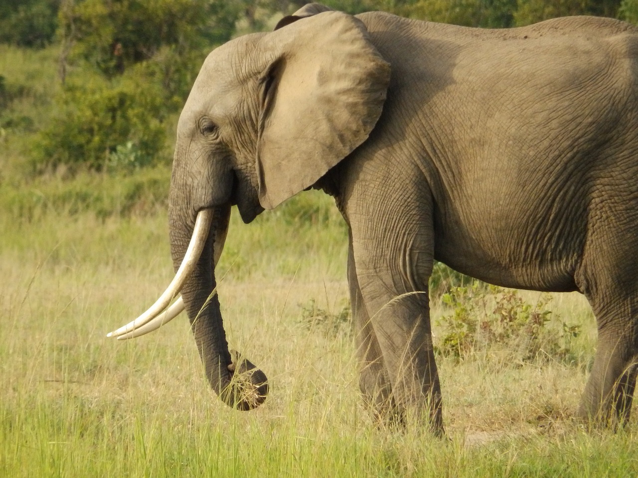 africa elephant wildlife free photo