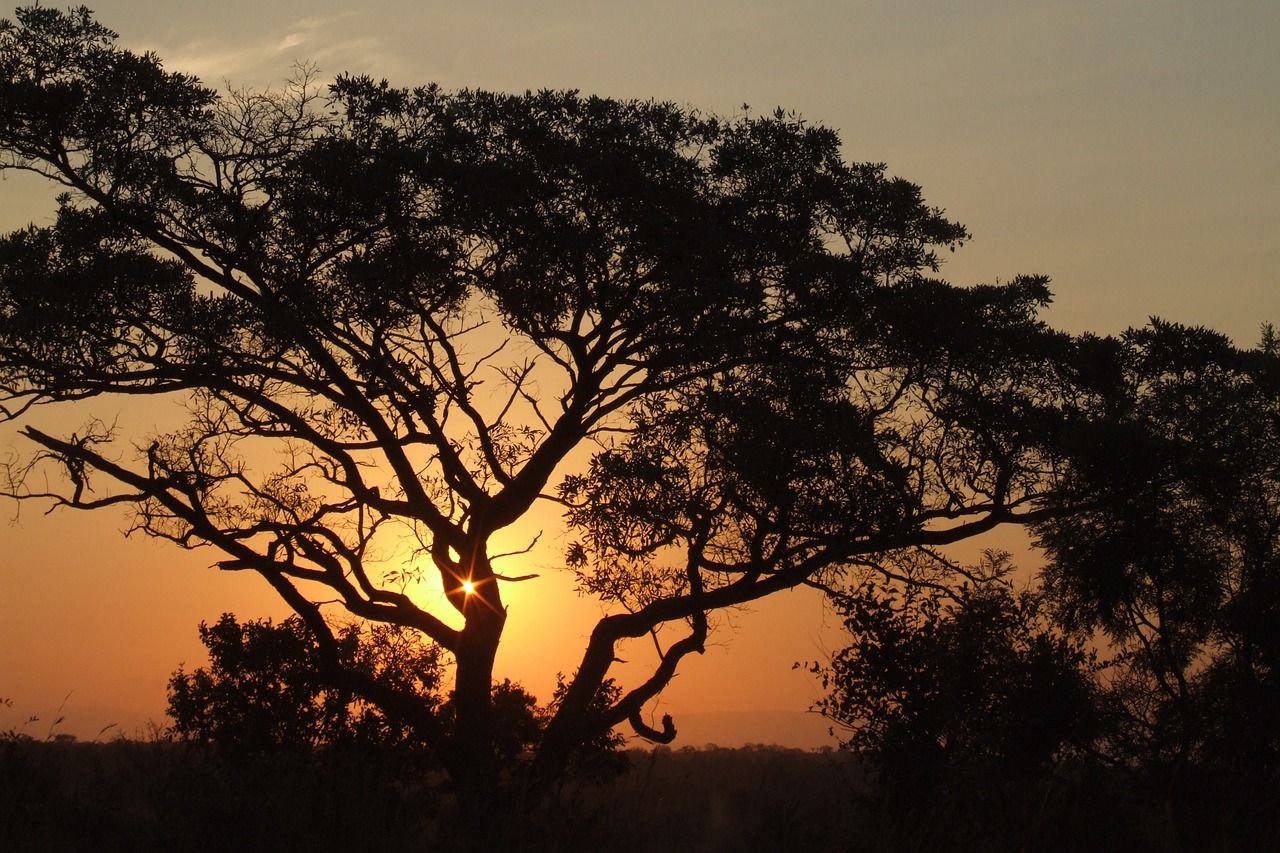 africa sunset nature free photo