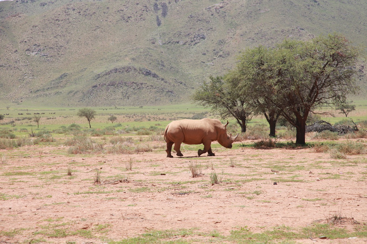 africa rhino landscape free photo