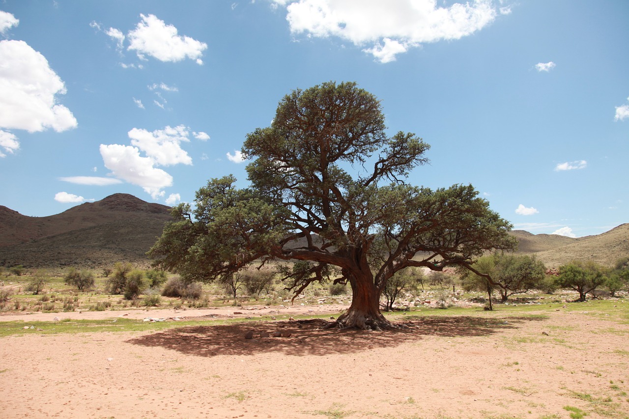 africa trees veld free photo