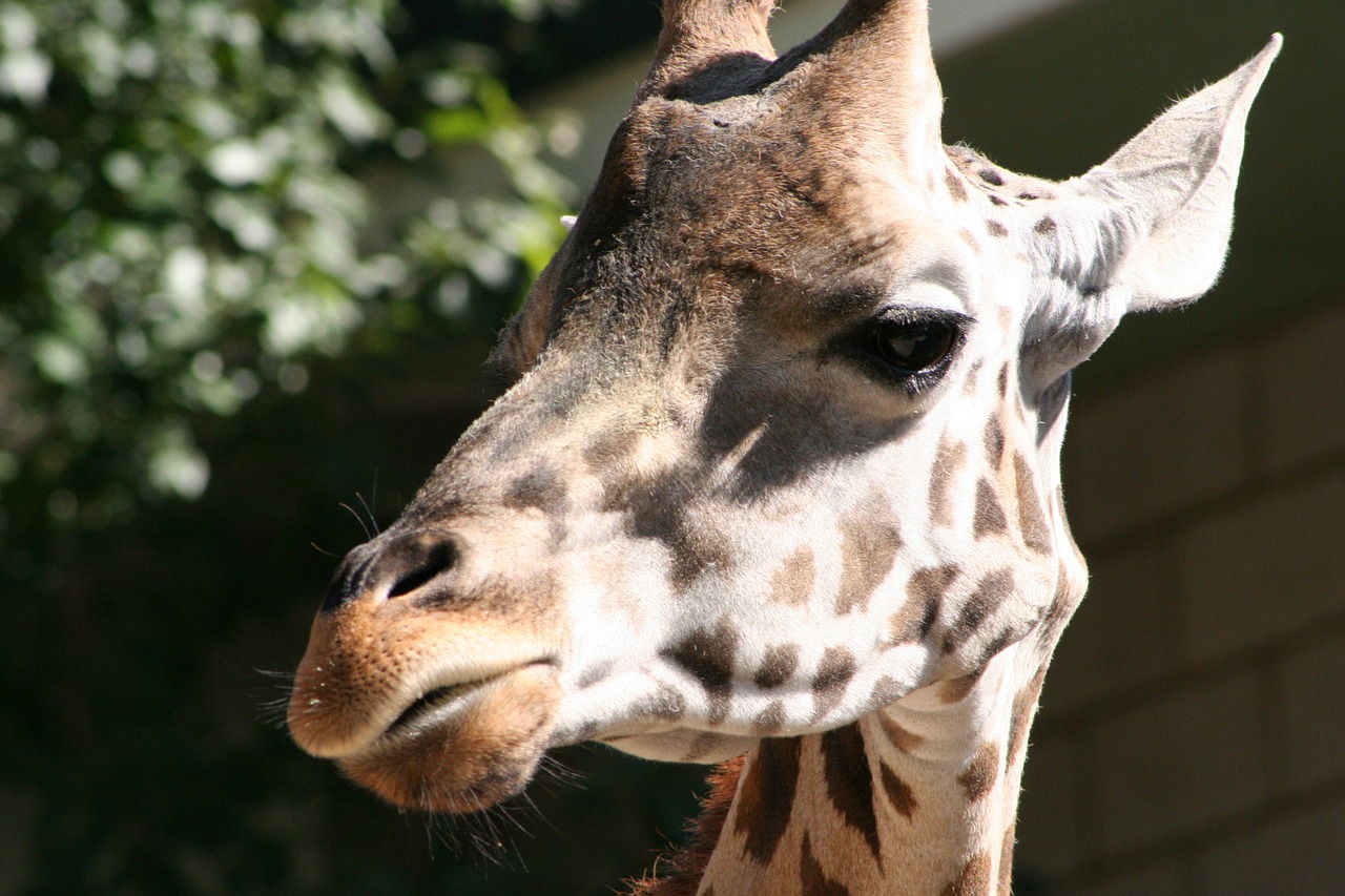 africa giraffe mammal free photo