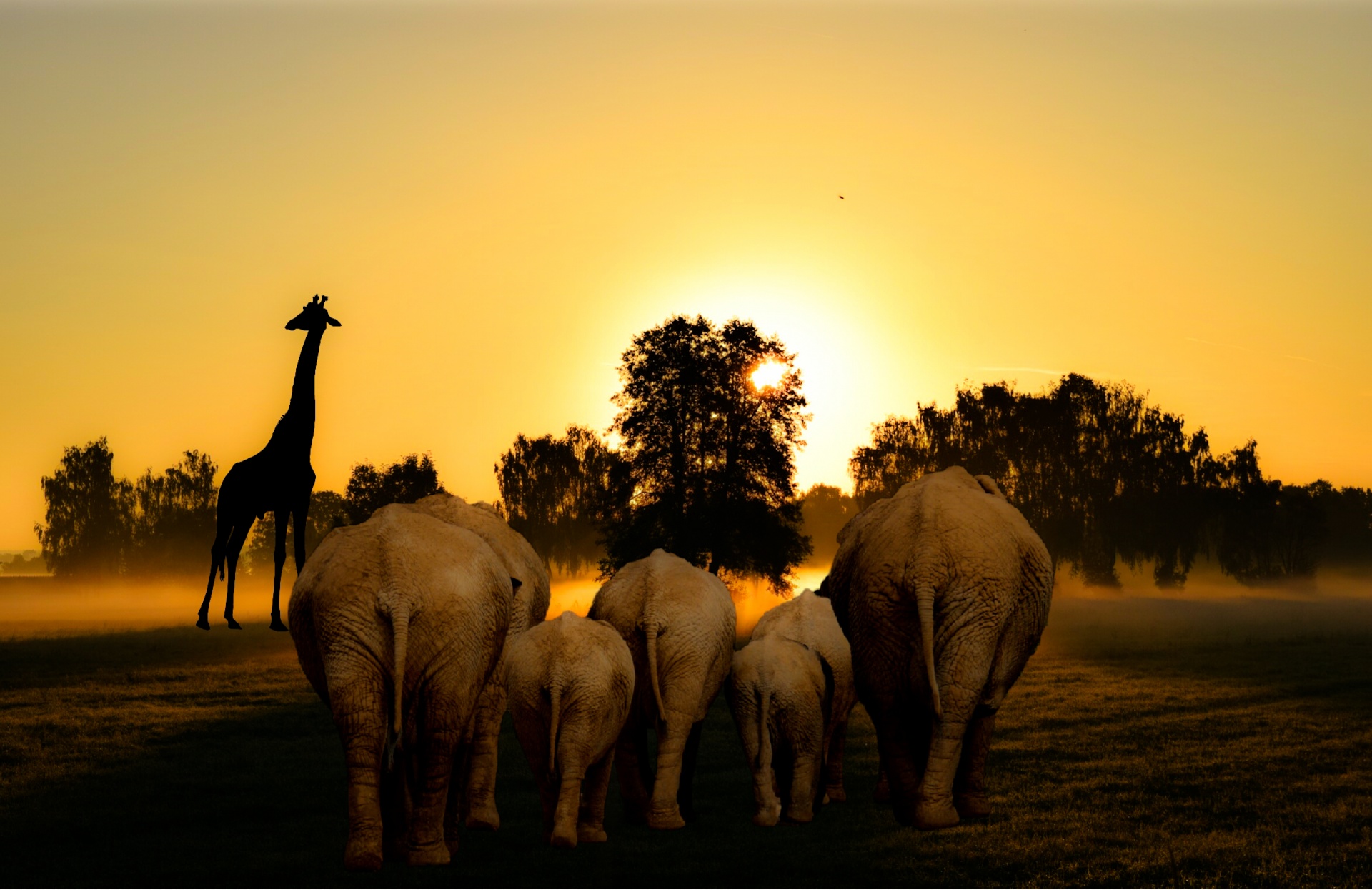 africa african sunset free photo