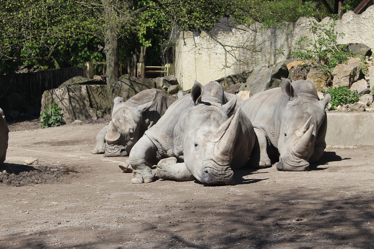 africa rhino animals free photo