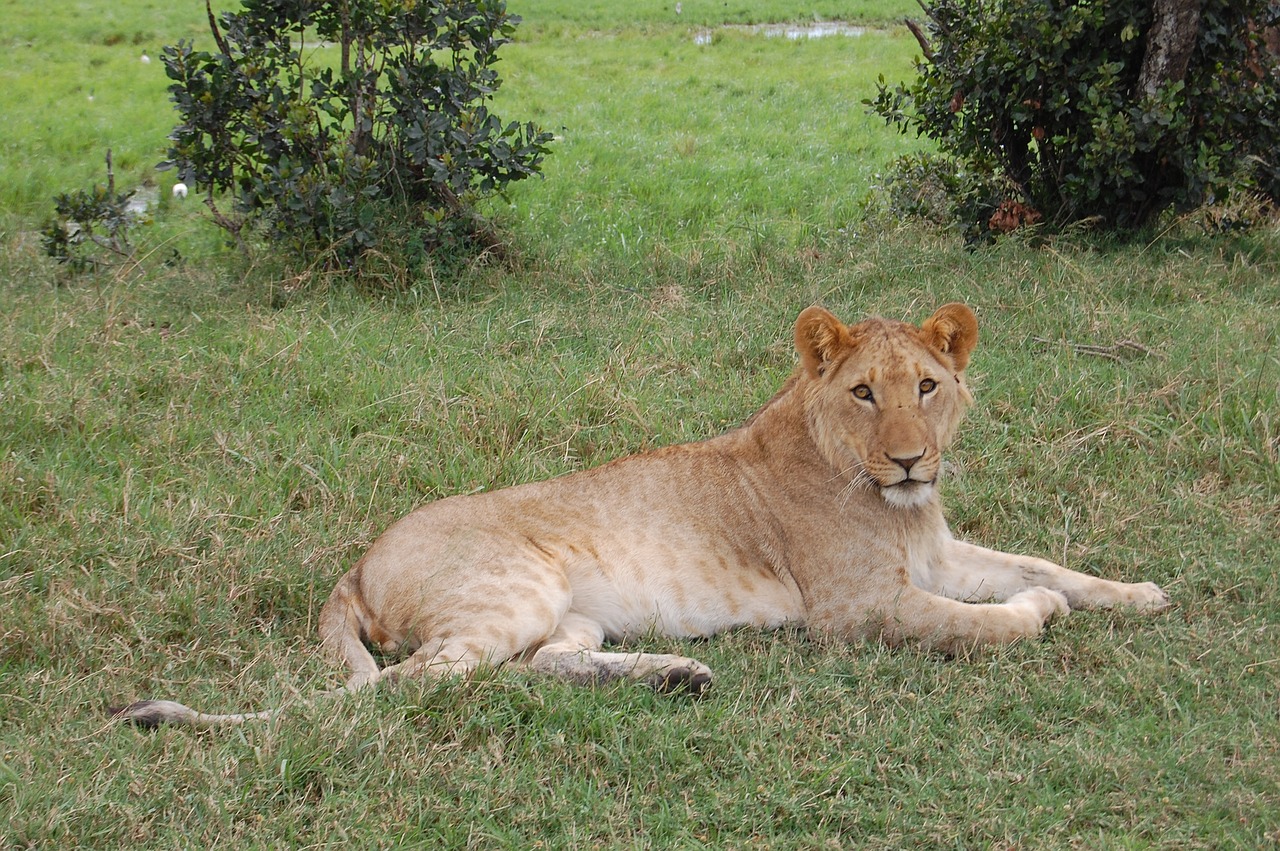 africa lion safari free photo