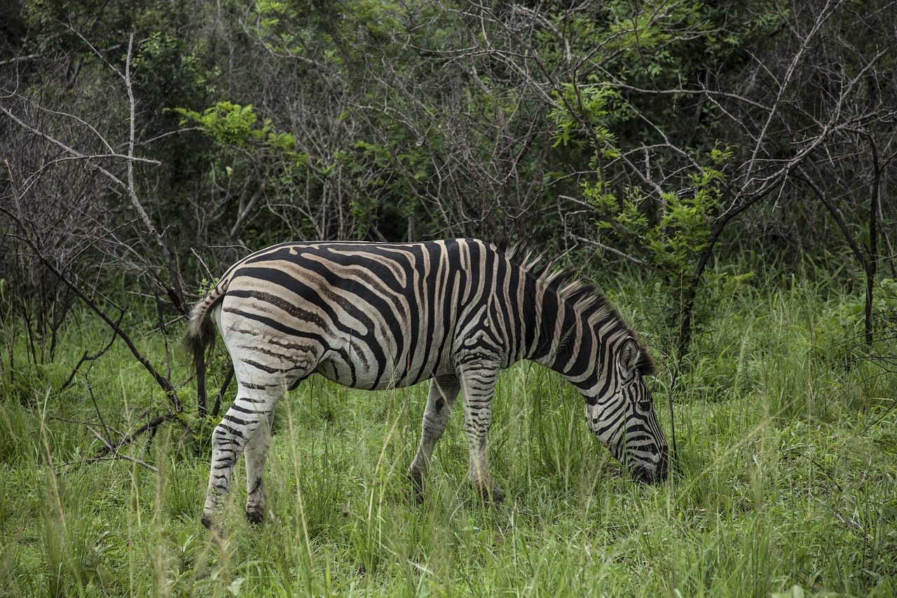 africa landscape wild free photo