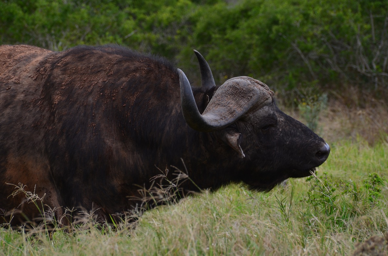 africa safari water buffalo free photo