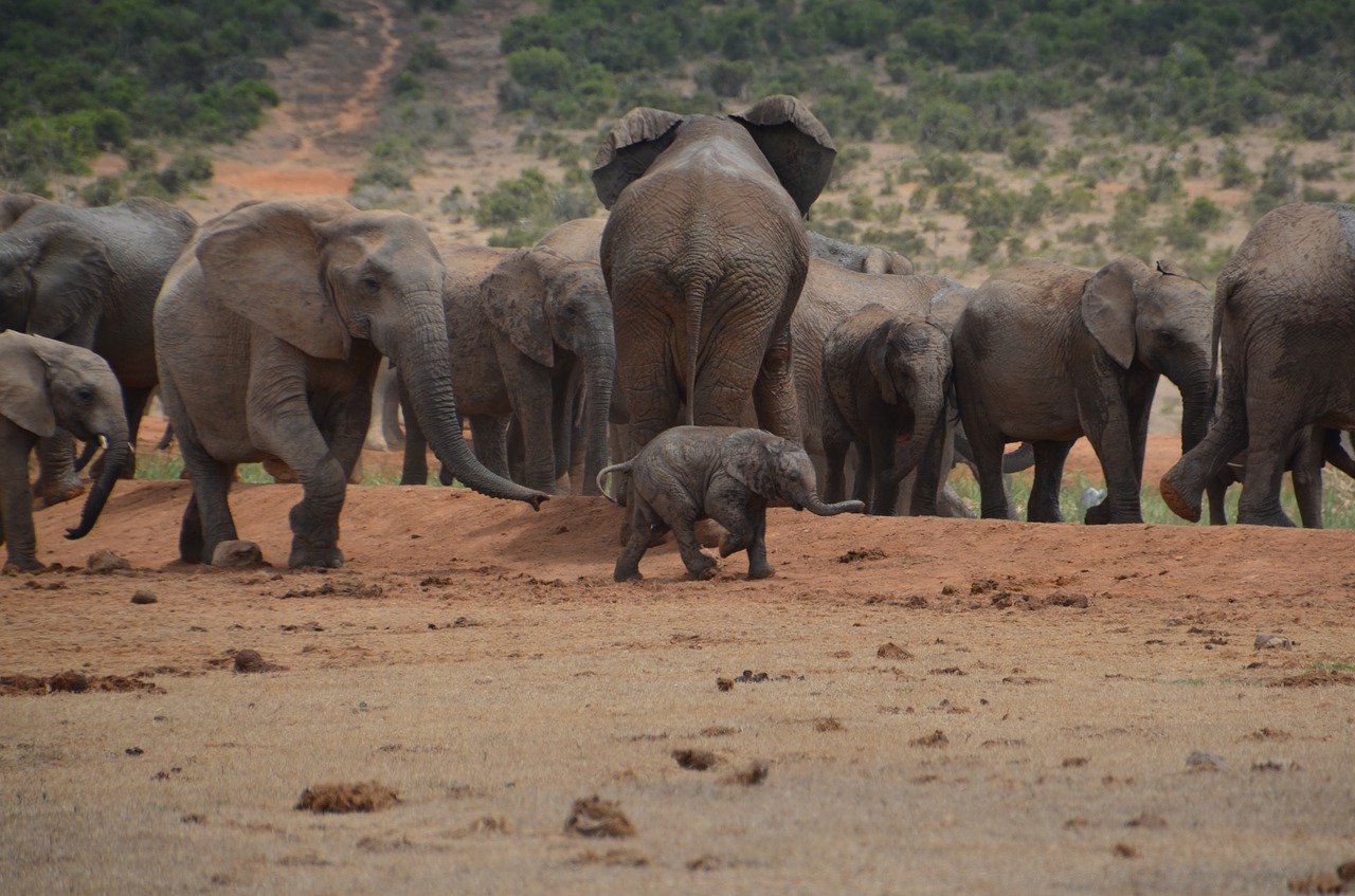 africa safari elephant free photo