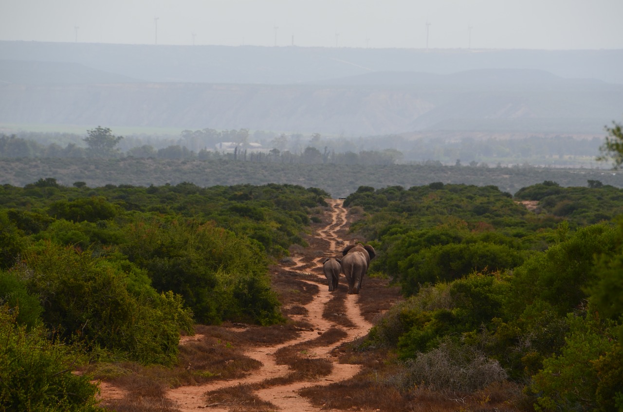 africa elephant family free photo