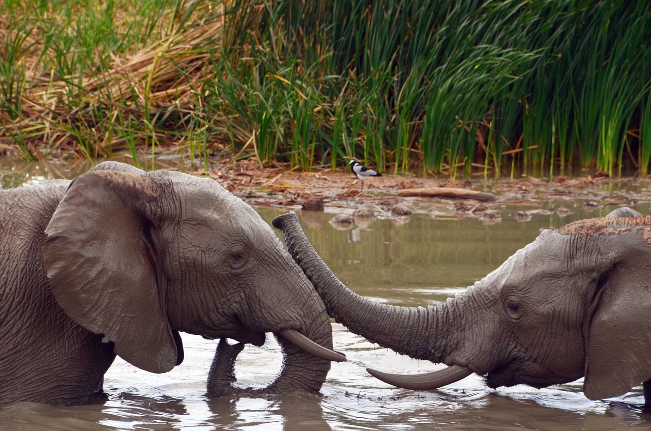 africa elephant african bush elephant free photo