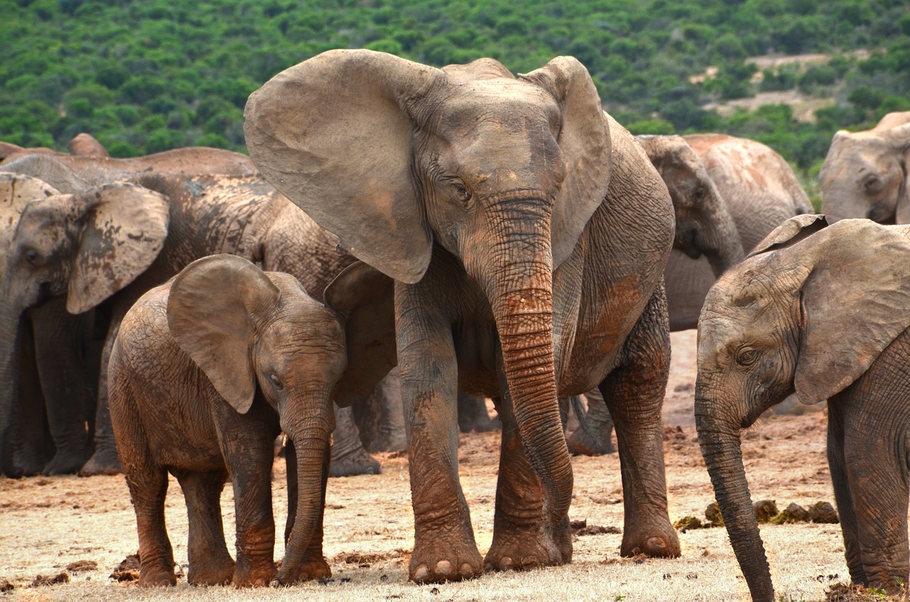 africa elephant family elephant free photo