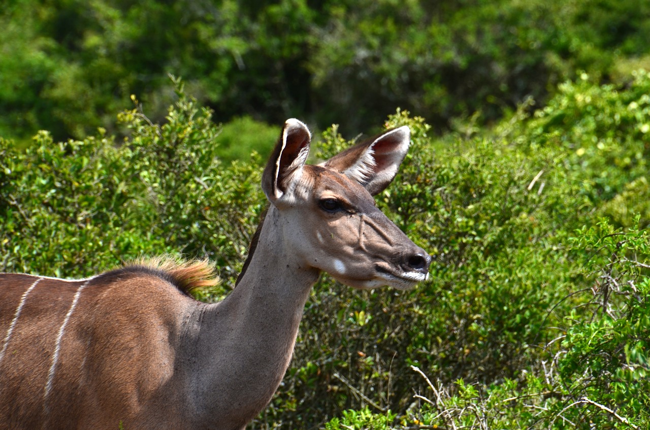 africa safari kudu free photo