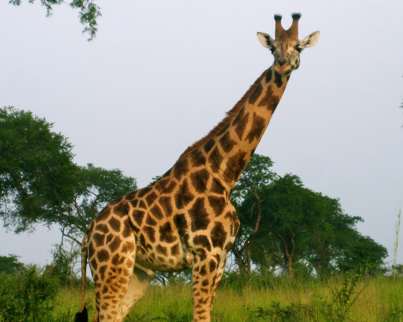 africa giraffe wildlife free photo