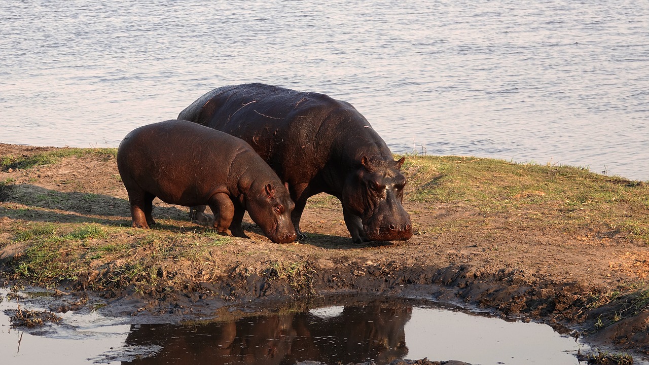 africa hippos safari free photo