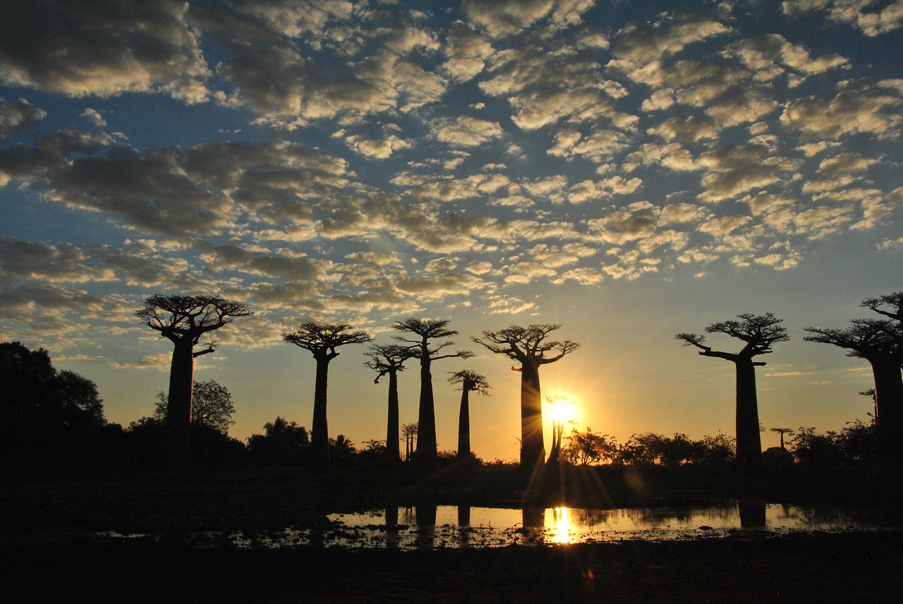 africa funny trees free photo