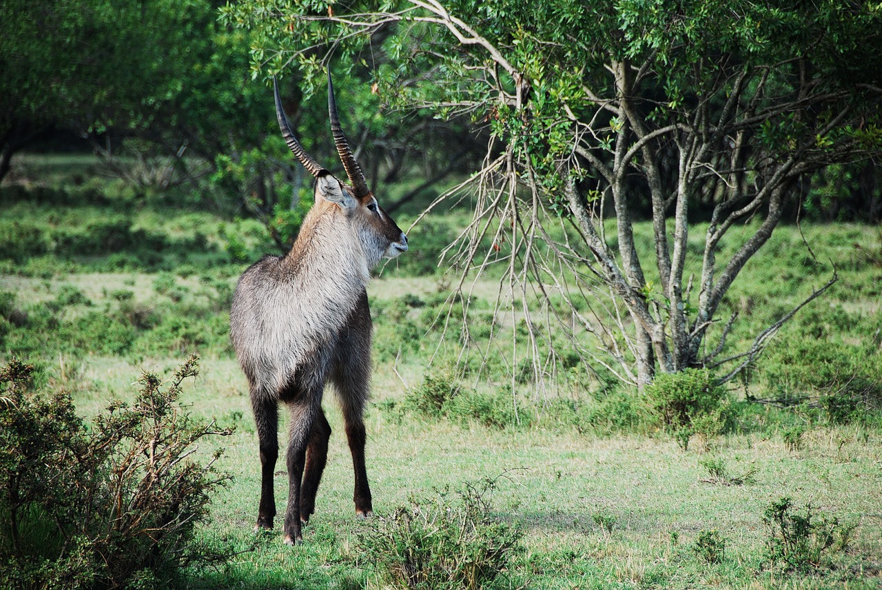 africa animal antelope free photo