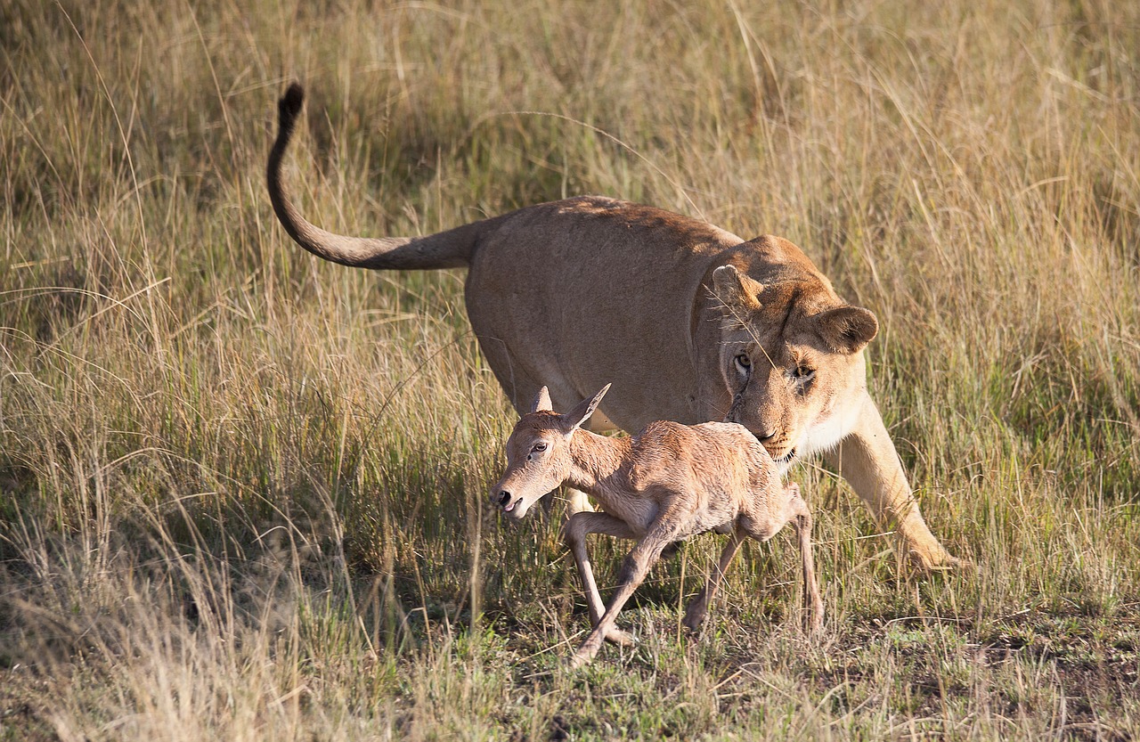 africa animal antelope free photo