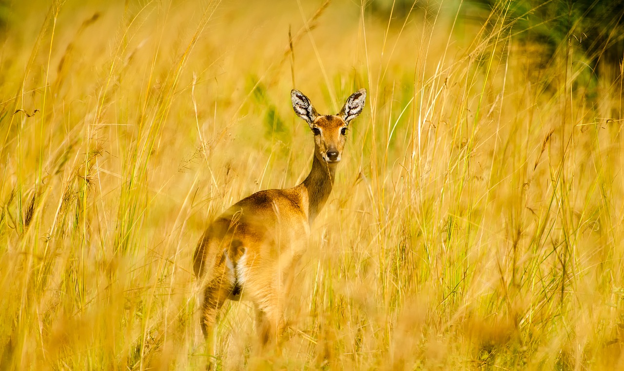 africa deer antelope free photo