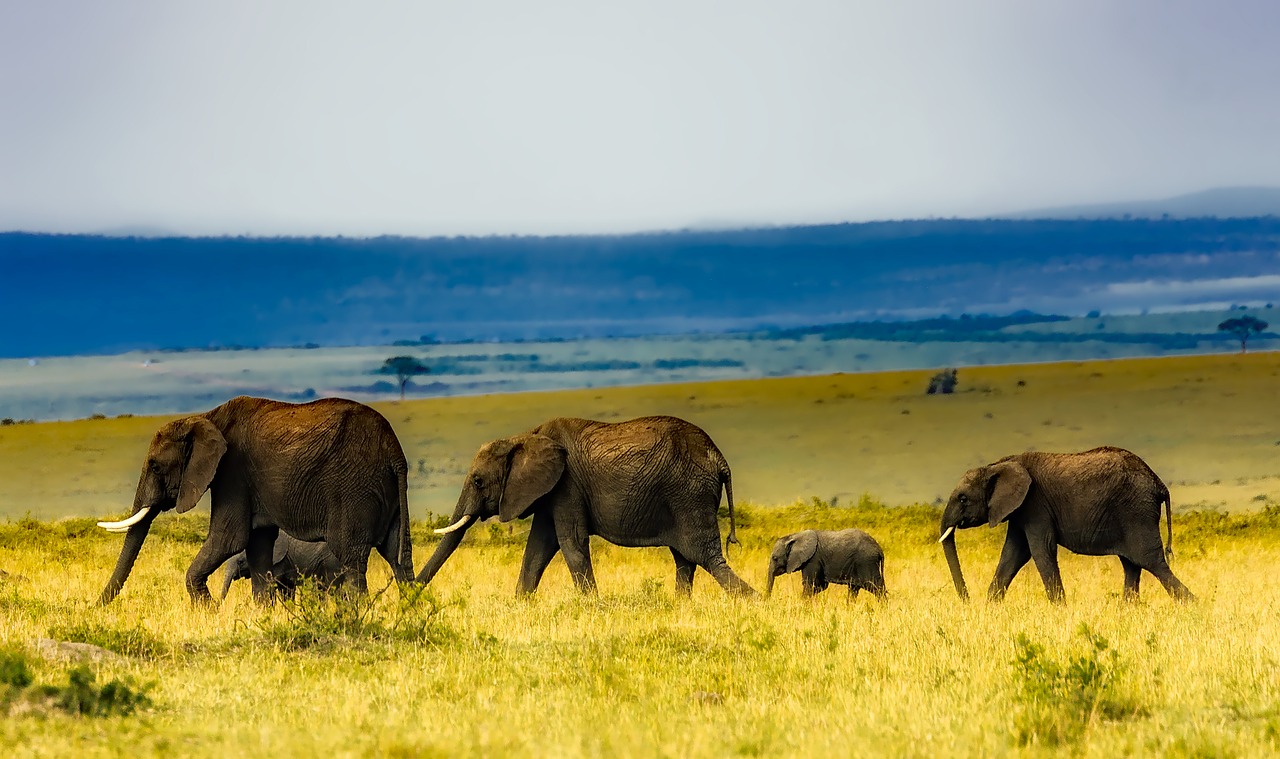 africa safari elephants free photo