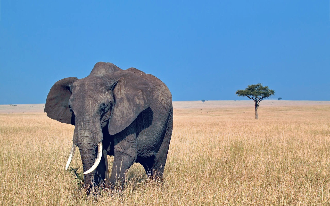 africa elephant wild free photo