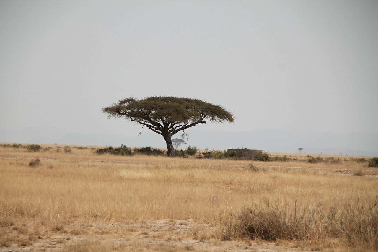 africa kenia tree free photo