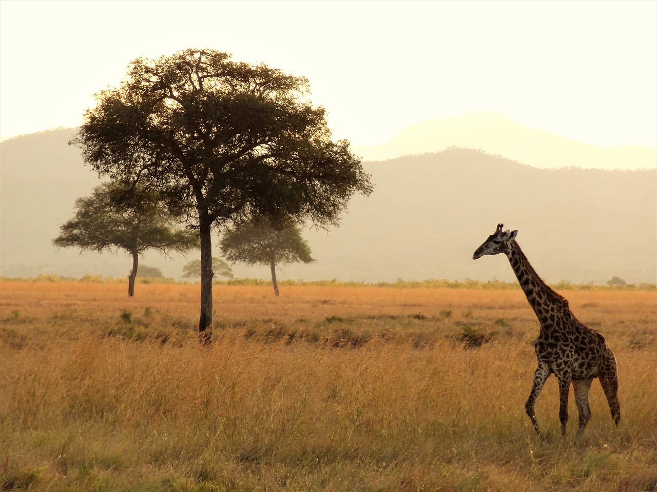 africa giraffe safari free photo