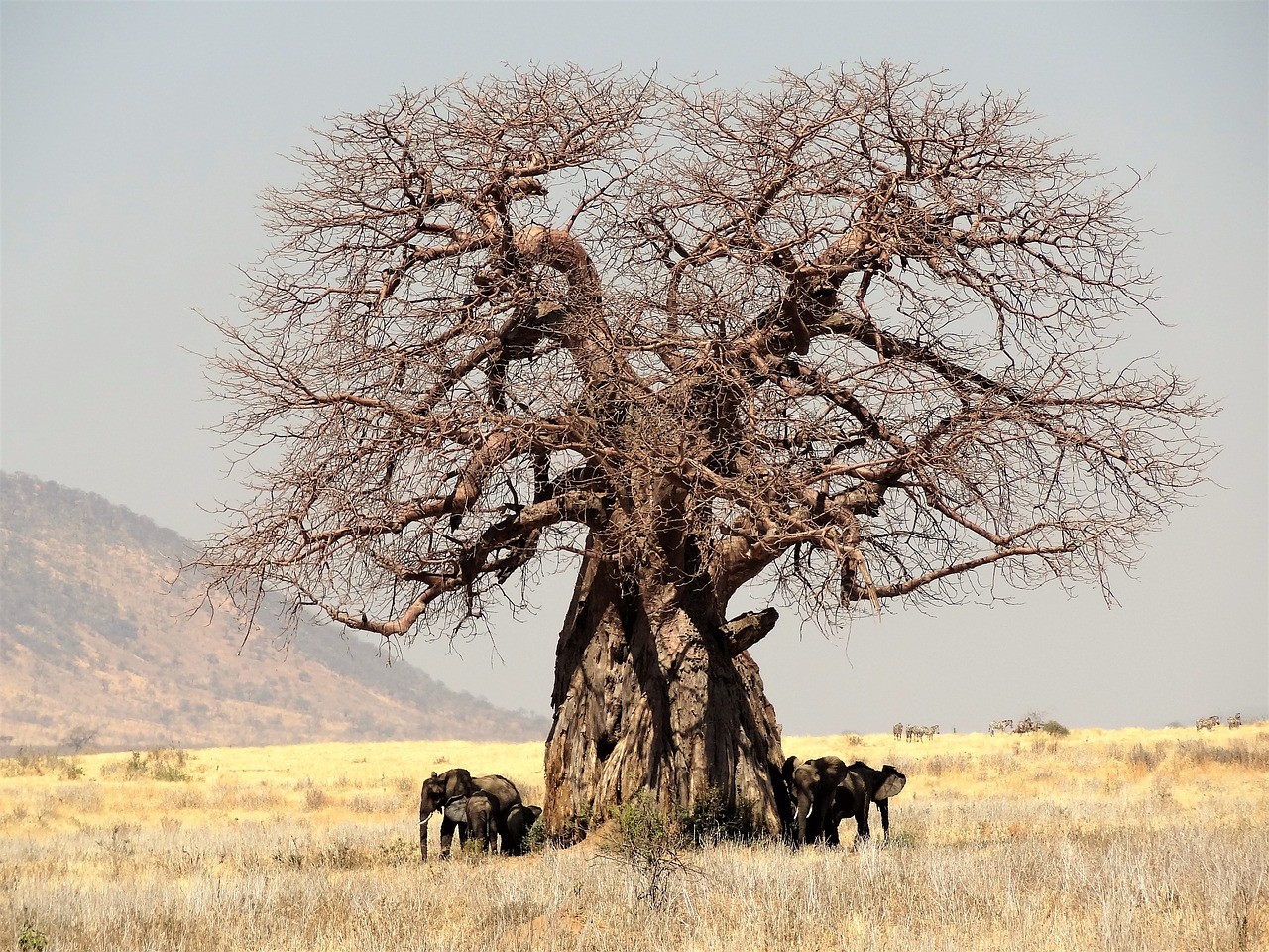 africa tree baobab free photo
