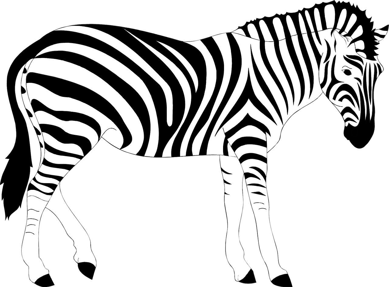 africa animal striped free photo