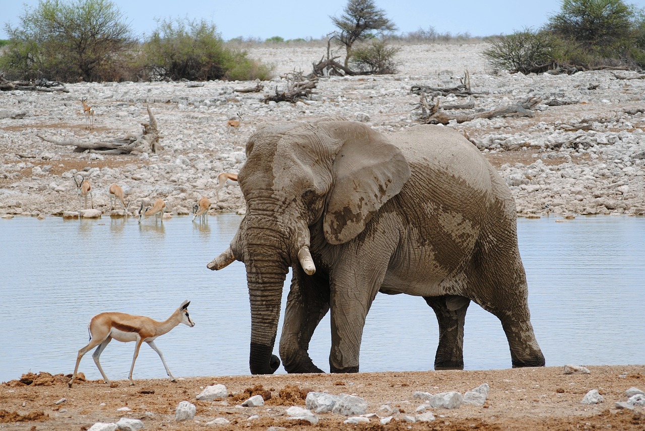 africa namibia etosha free photo