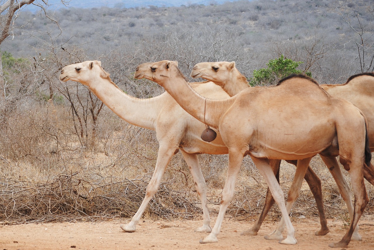 africa kenya camel free photo