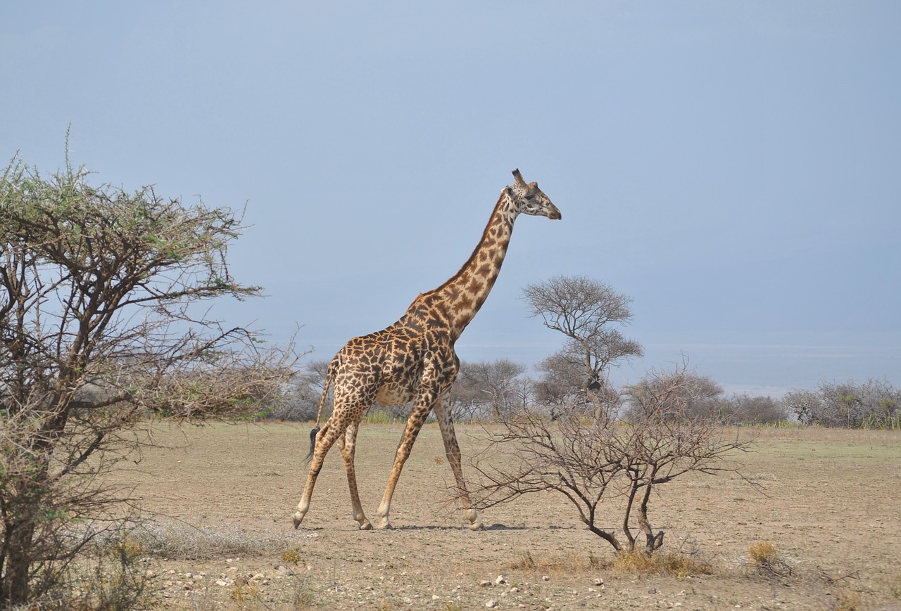 africa tanzania national park free photo