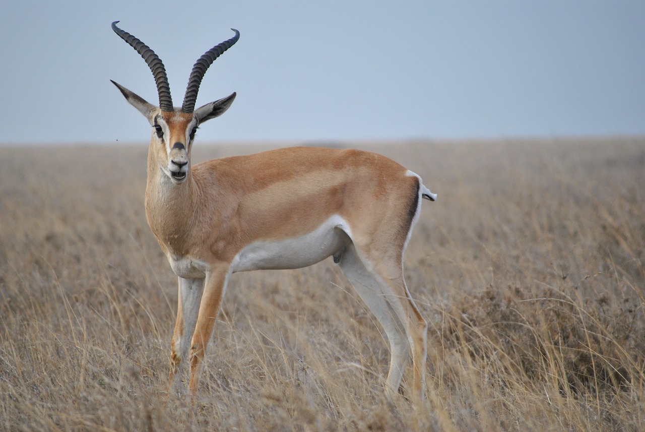 africa tanzania national park free photo