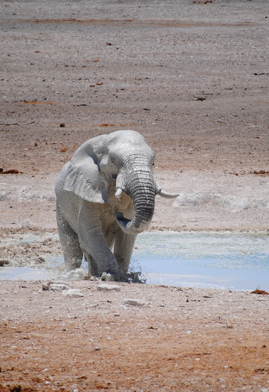 africa namibia national park free photo