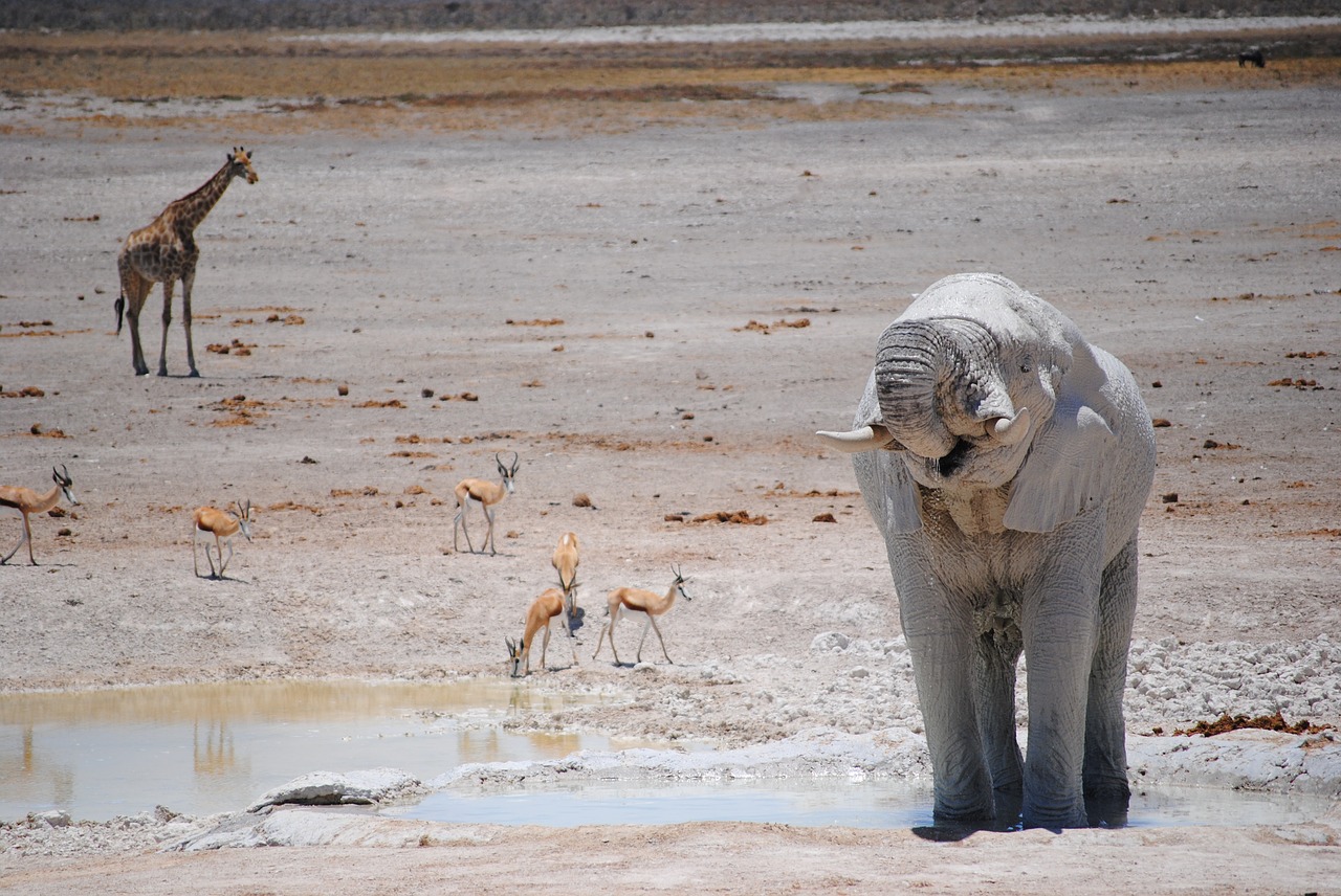 africa namibia national park free photo