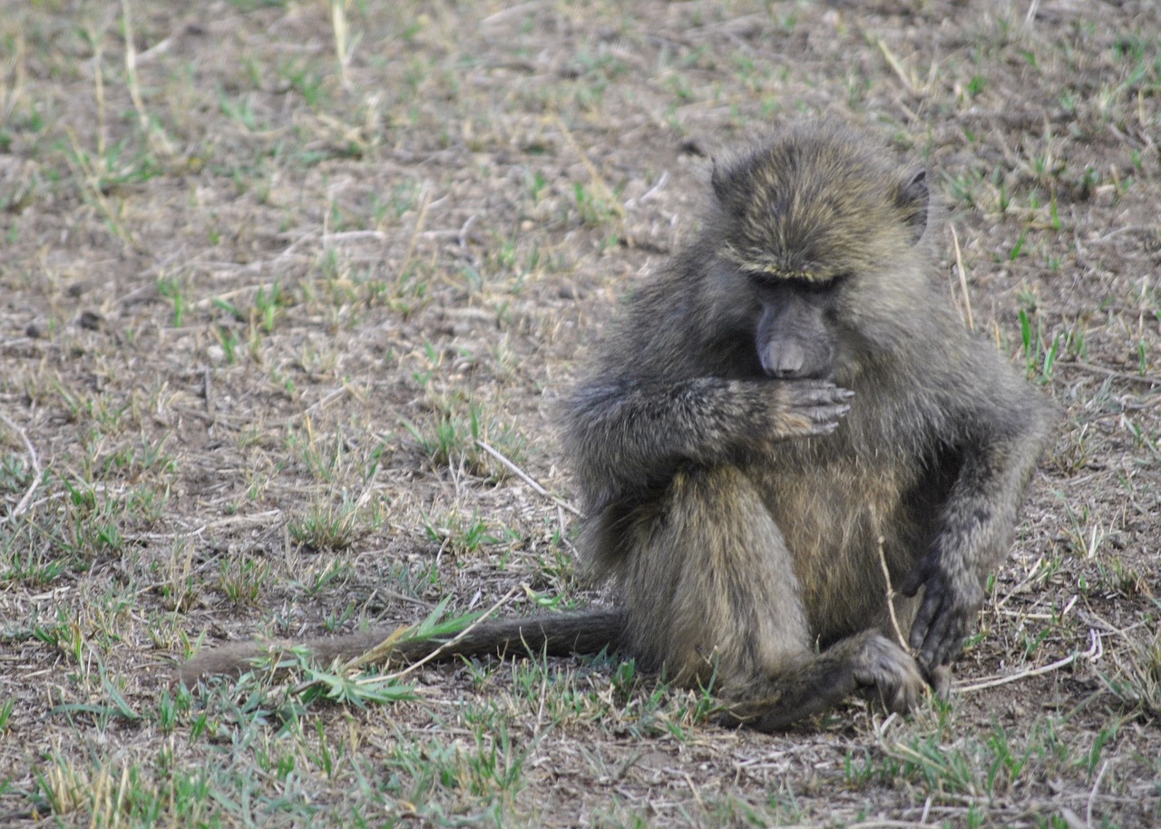 africa tanzania national park free photo