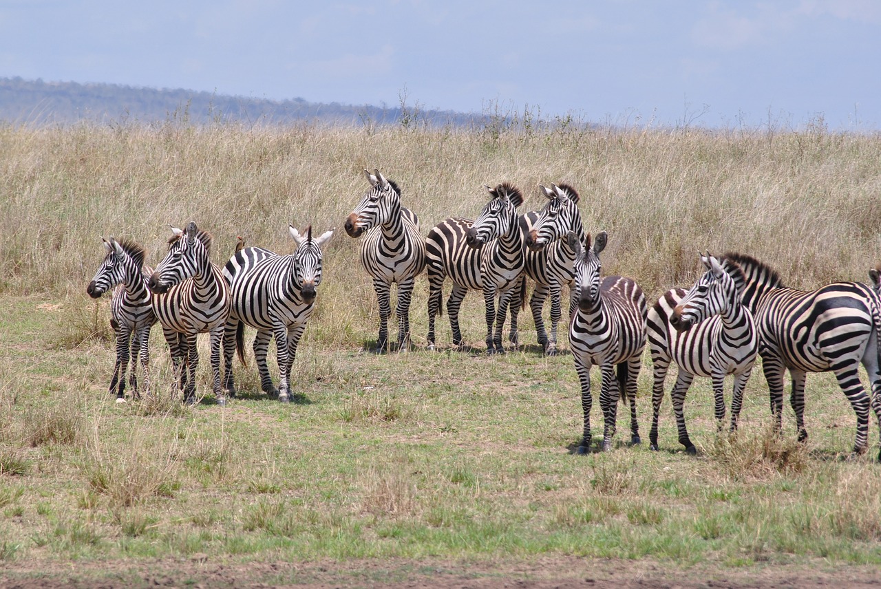 africa tanzania national park free photo