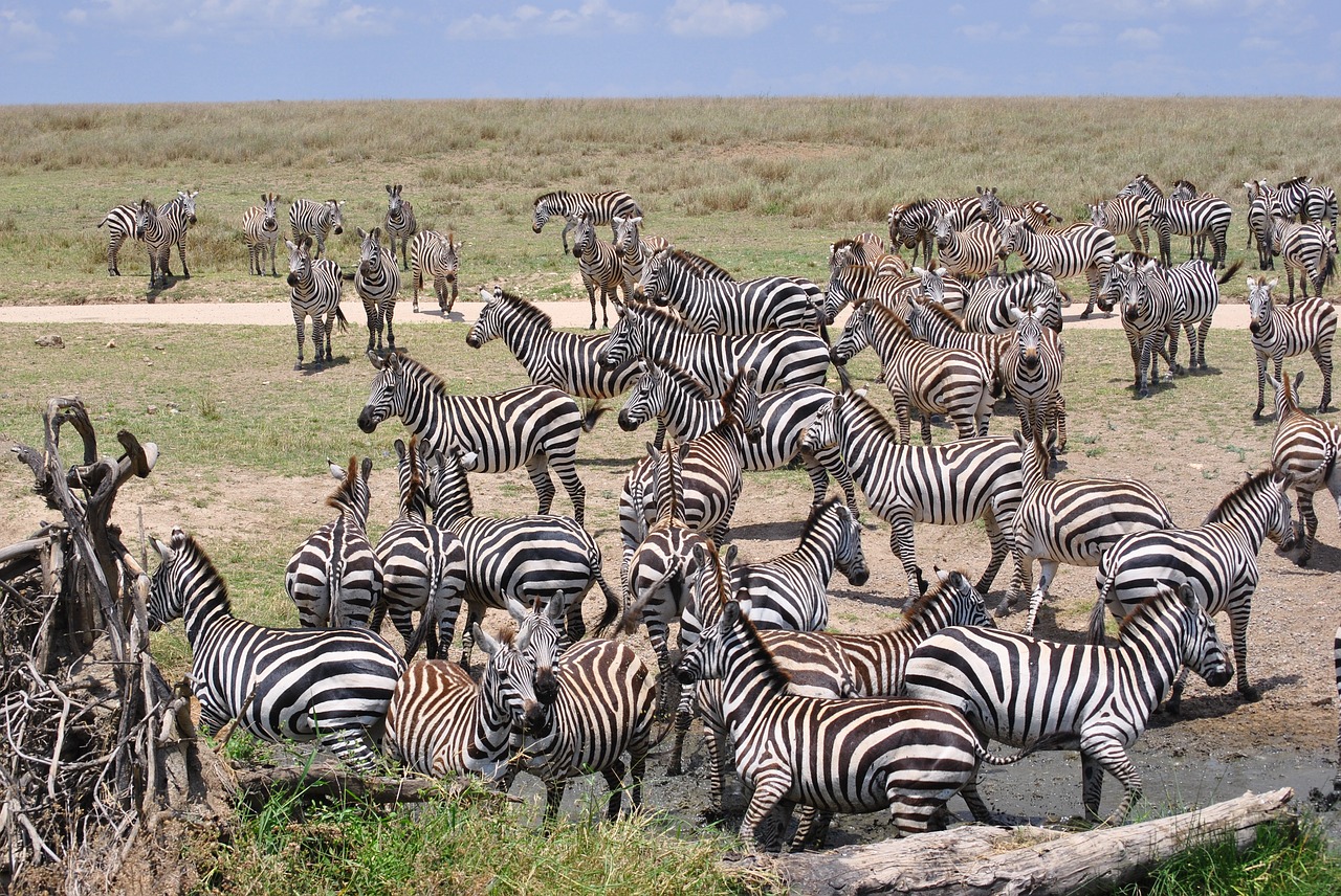 africa tanzania national park free photo